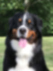 Bernese who have a Working Dog Title