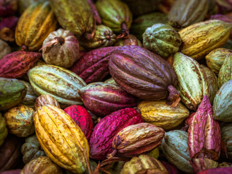 Raw Cacao versus Cocoa