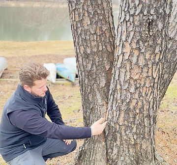 tree risk.jpeg