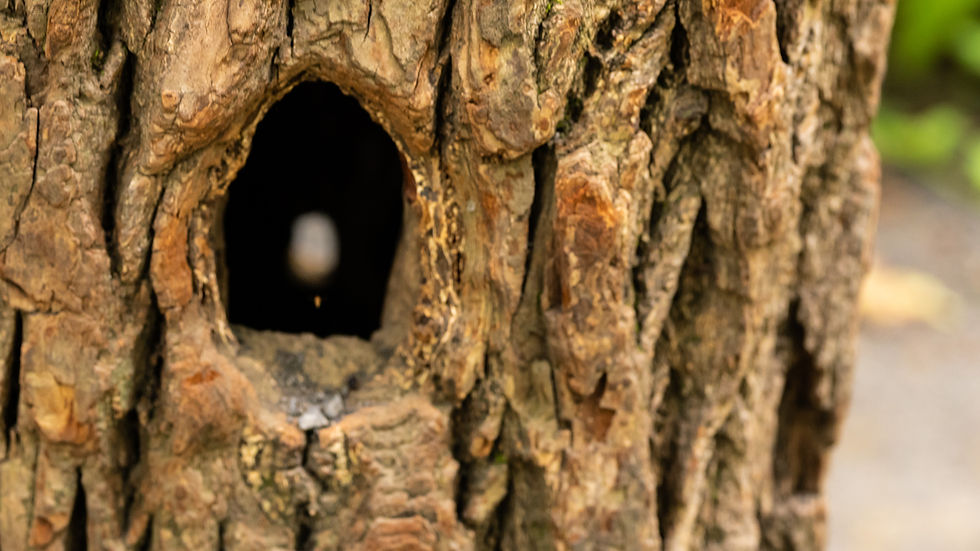 Image of a hole in a tree that looks straight through to another smaller hole on the other side