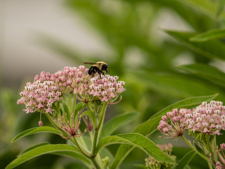 Lightroom Masks: Bees, Butterflies, and Hibiscus at Huntley Meadows Park
