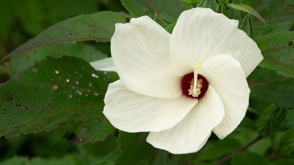 Beautiful swirl of white petals on a rose mallow hibiscus flower