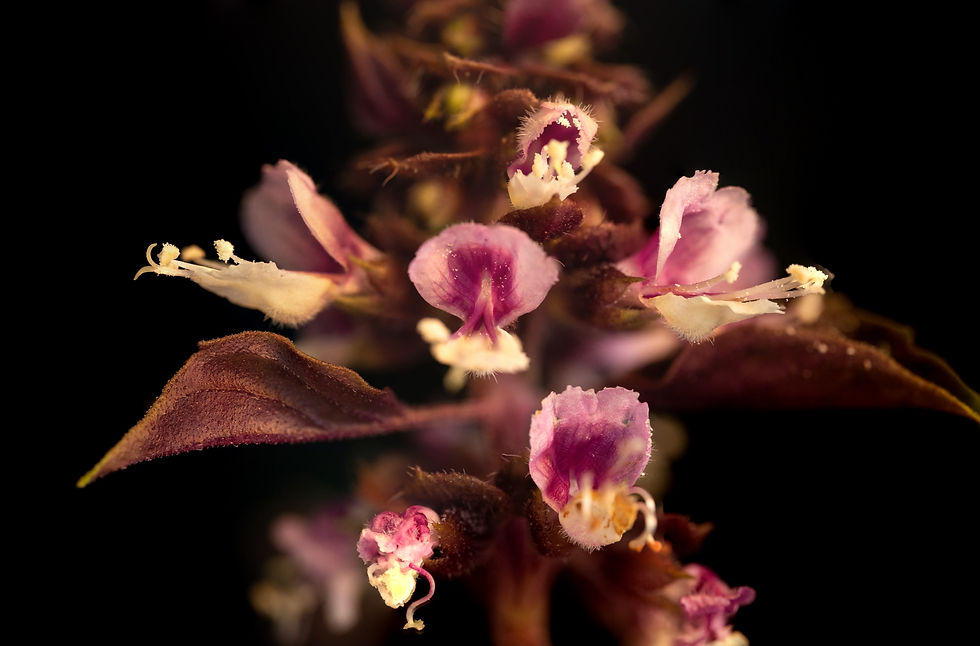 Focus Stacked Purple Basil Flowers