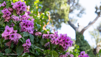 Image of Violet Bougainvillea Near Villa Borghese in Rome, Italy. 