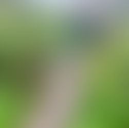 עין אולמוסים - המעין הנסתר ליד רמת השופט