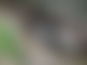 נחל אורן זורם!!