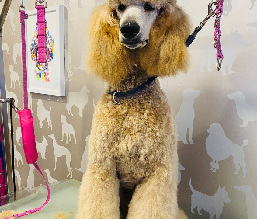 Willow the standard poodle