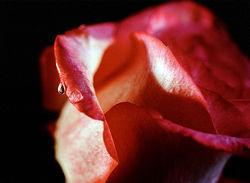 Sur le bout de la langue