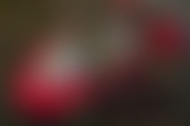 1991 IDR Arex Roadster Concept