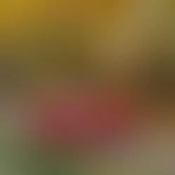 1957 AC Ace Bristol by Zagato