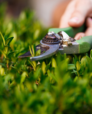 young-florist-taking-care-flowers-hands-close-up.jpg