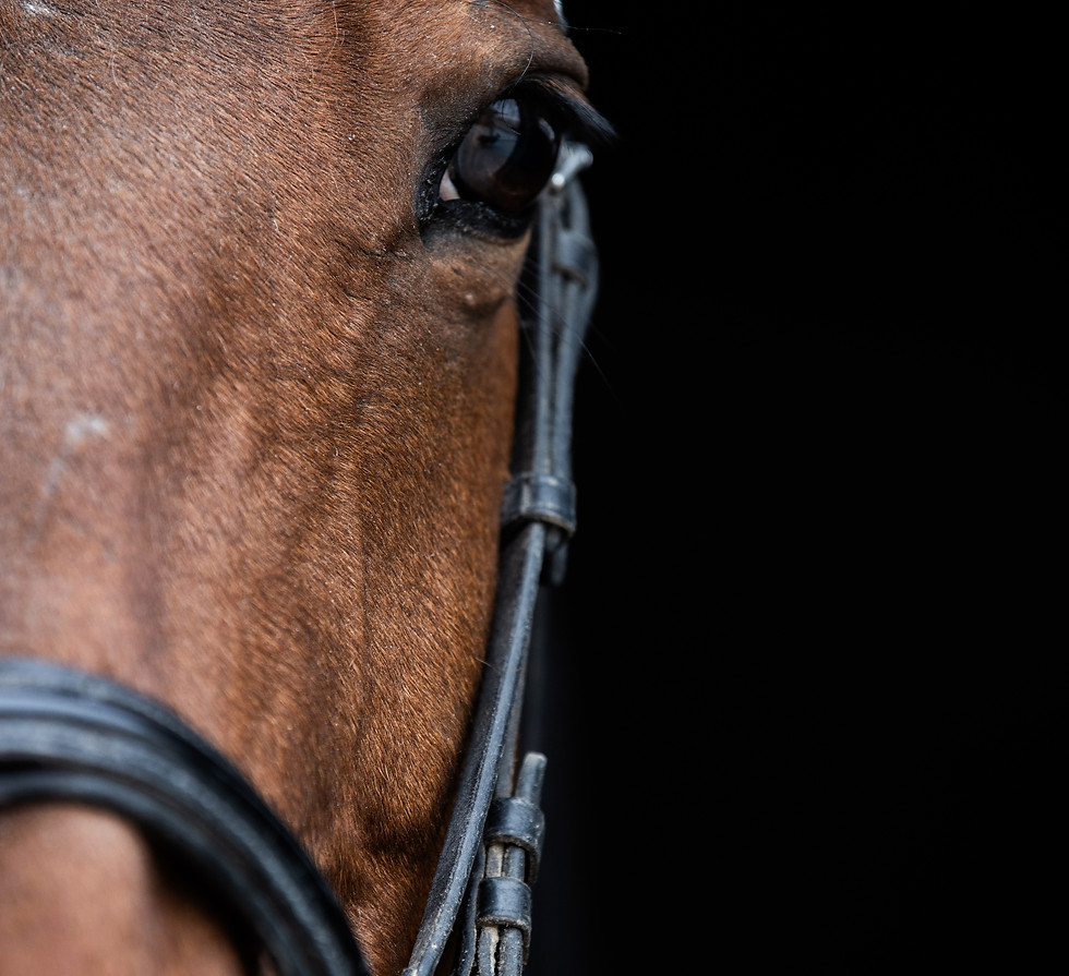 cavallo