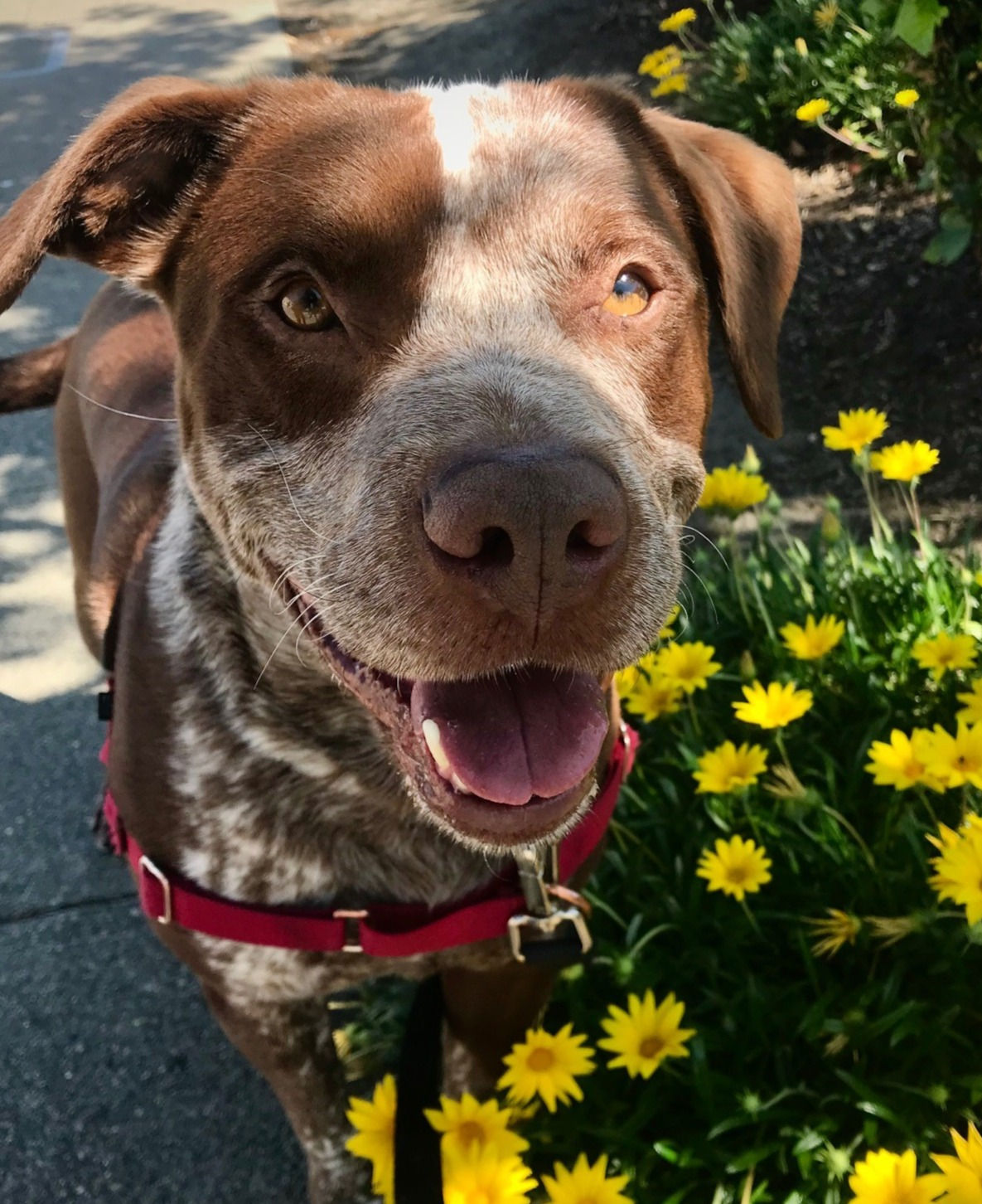 Consultation (3-Pack)