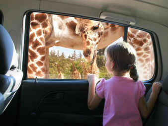 rupo de turistas disfrutando del tour en Africam Safari