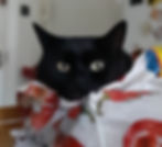 Cat in a plastic bag