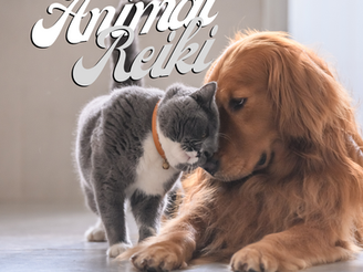 The Miraculous Effects of Reiki Healing for Animals