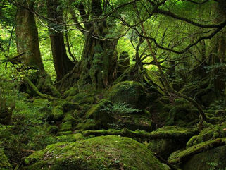 Whispers of the Wild: Unveiling Mother Earth's Spirit and Beauty