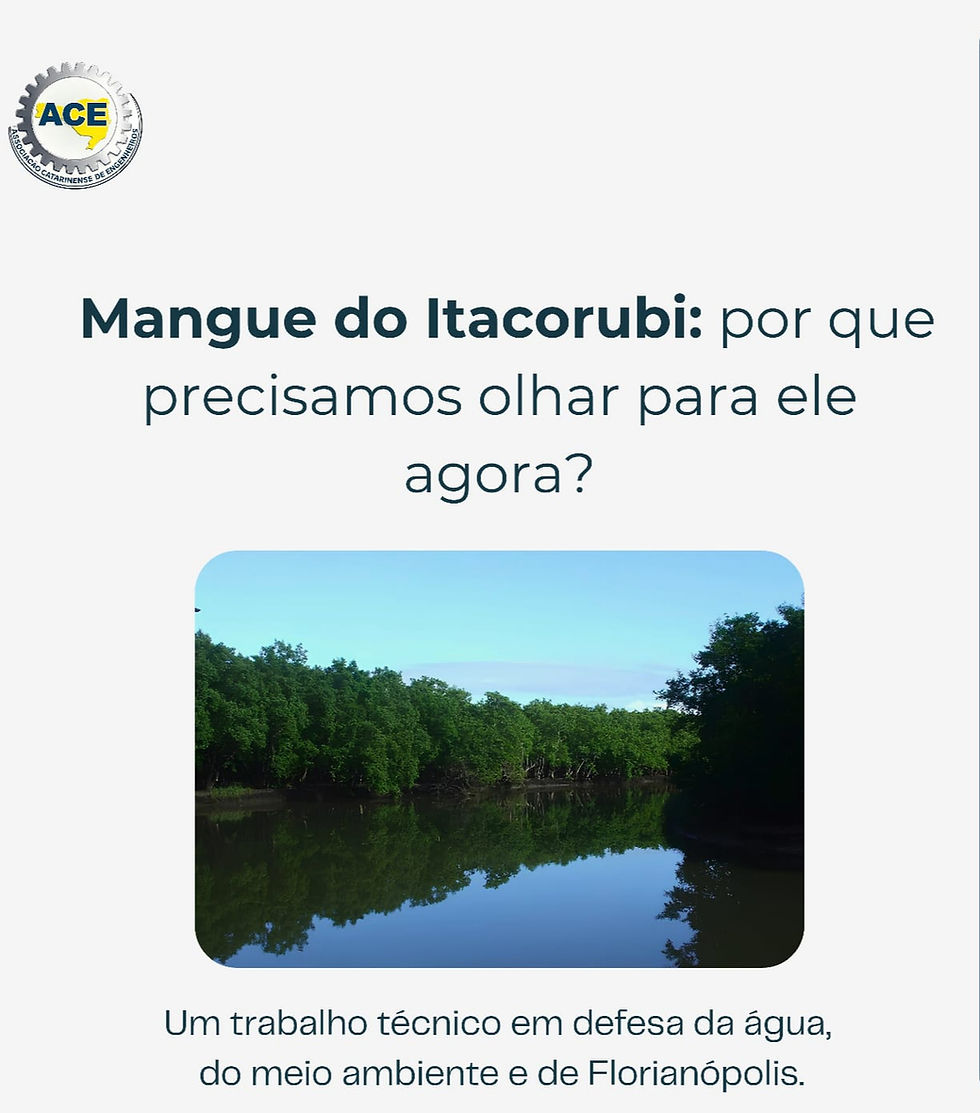 🌿 Preservar o Mangue do Itacorubi é também proteger o mar de Florianópolis.