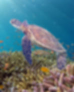 Patricia Crokett Napali Sea Turtle 115 Ocean.jpeg