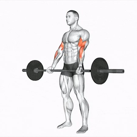 Barbell Biceps Curl - Standing.