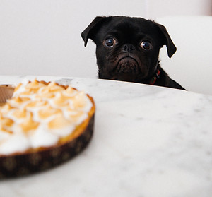 Cute Hungry Puppy looking at marshmallow and cookie pie