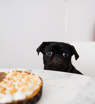 Cute Hungry Puppy