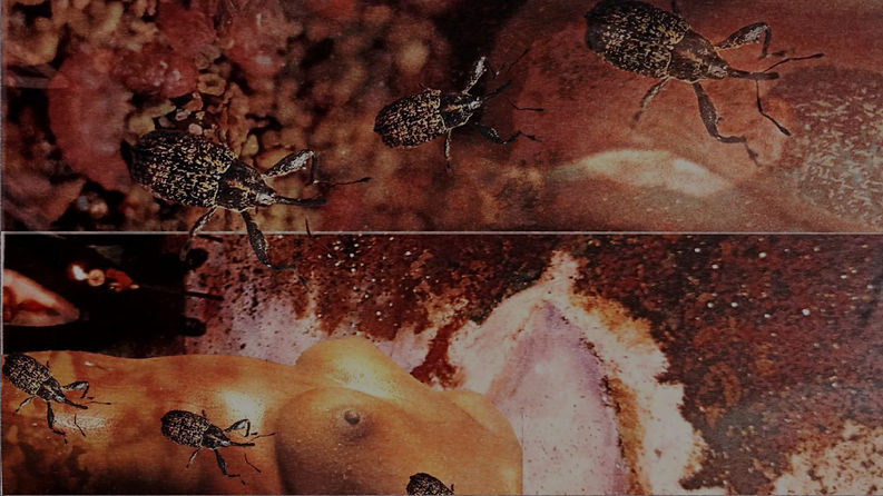 Collage Untitled_edited_edited.jpg