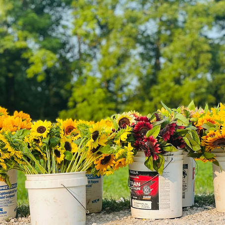 Sunflowers harvested from the flower farm.
