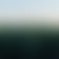 Wide view of the flower fields at Wendland Family Farm — rows of blooms stretching toward the horizon under a soft evening sky.