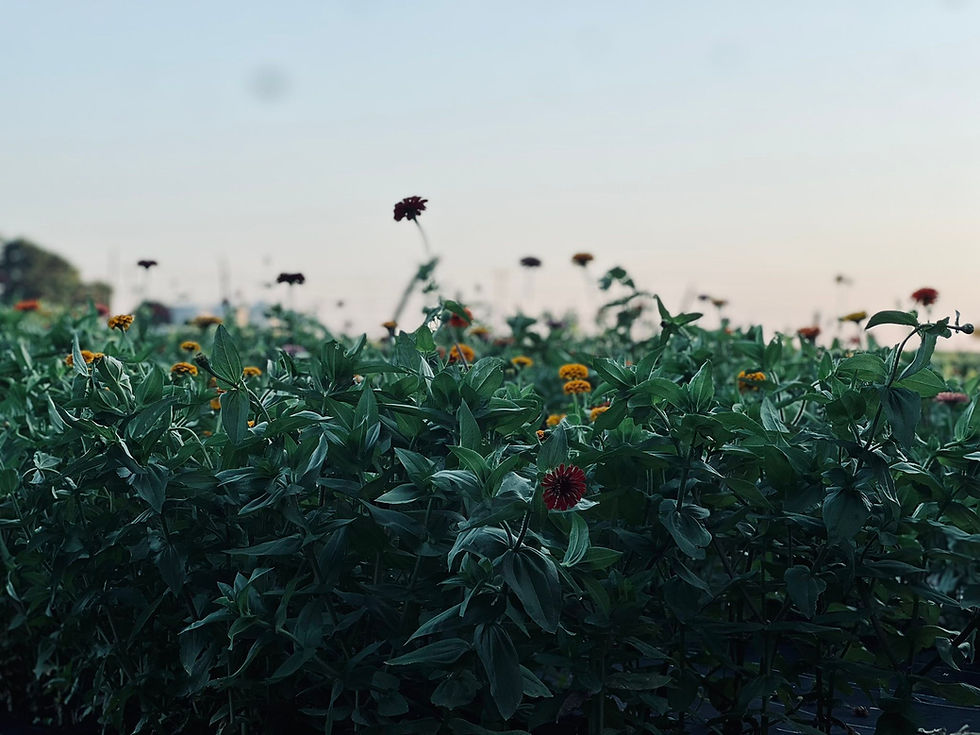 Wide view of the flower fields at Wendland Family Farm — rows of blooms stretching toward the horizon under a soft evening sky.