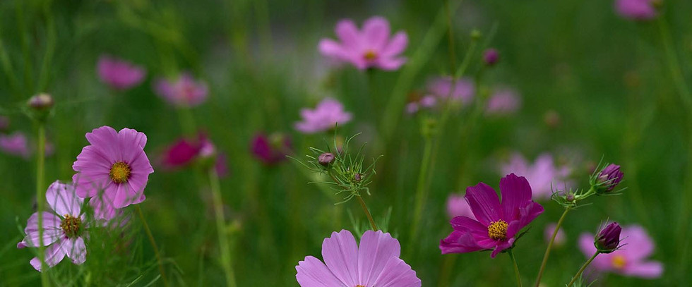 Cosmos swaying in the breeze at Wendland Family Farm