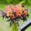 Thumbnail: 2025 Fall Flower Subscription (6 Weeks)