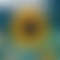 Bright yellow sunflower standing tall in a summer field under soft morning light.