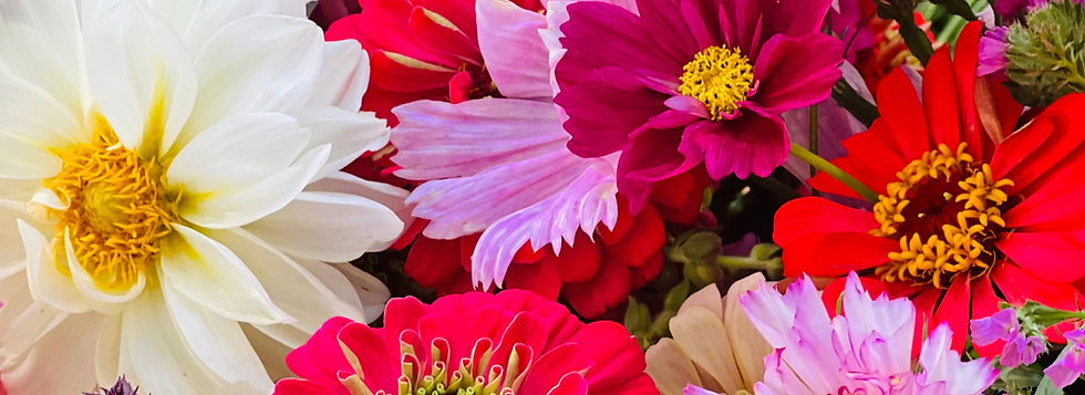 Beautiful collection of blooms in whites and pinks at Wendland Family Farm