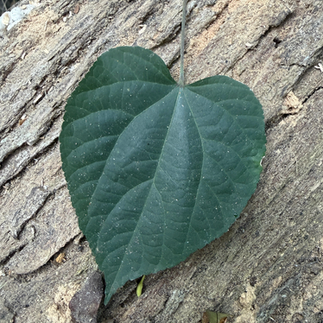 love leaf