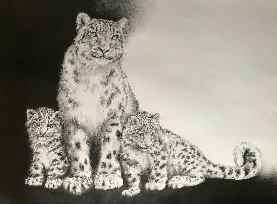 Snow leopard with two cubs pencil illustration by Bonnie Hawkins