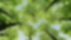 Affordable Tree service in Winnipeg