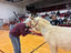 Watervliet admins share kisses with donkey