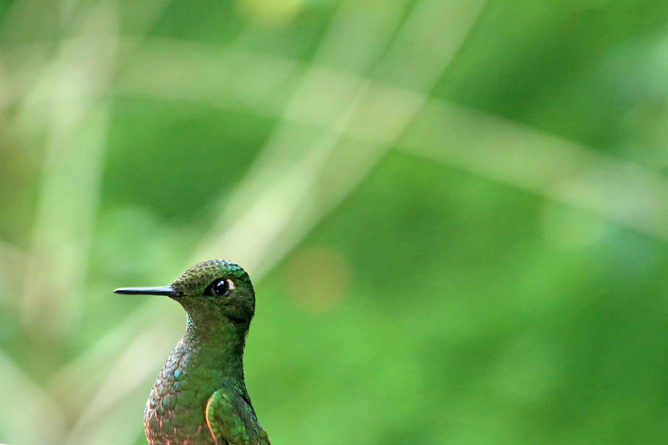 Dans ce portrait saisissant, un colibri vert émerge de l'image, ses plumes chatoyantes se détachant sur un fond vert luxuriant.