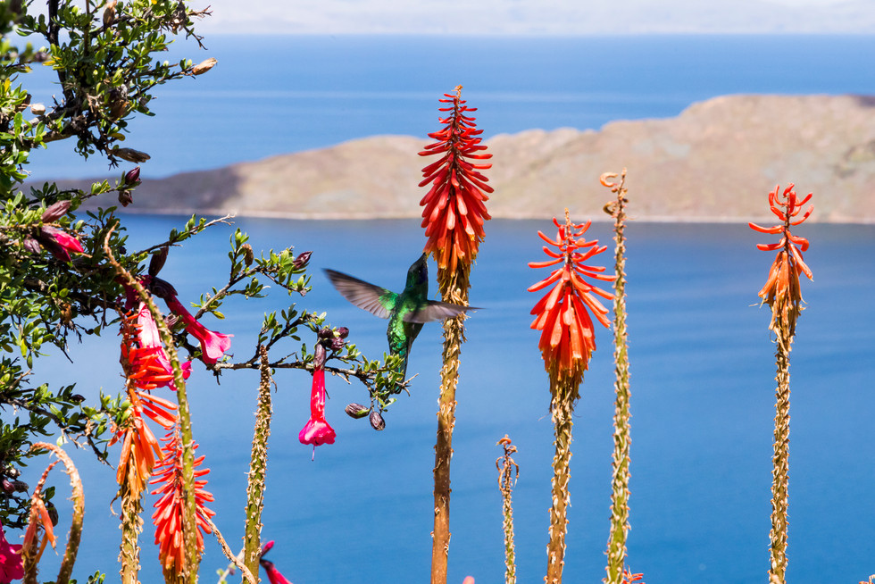 TOP 10 BOLIVIE Isla del Sol