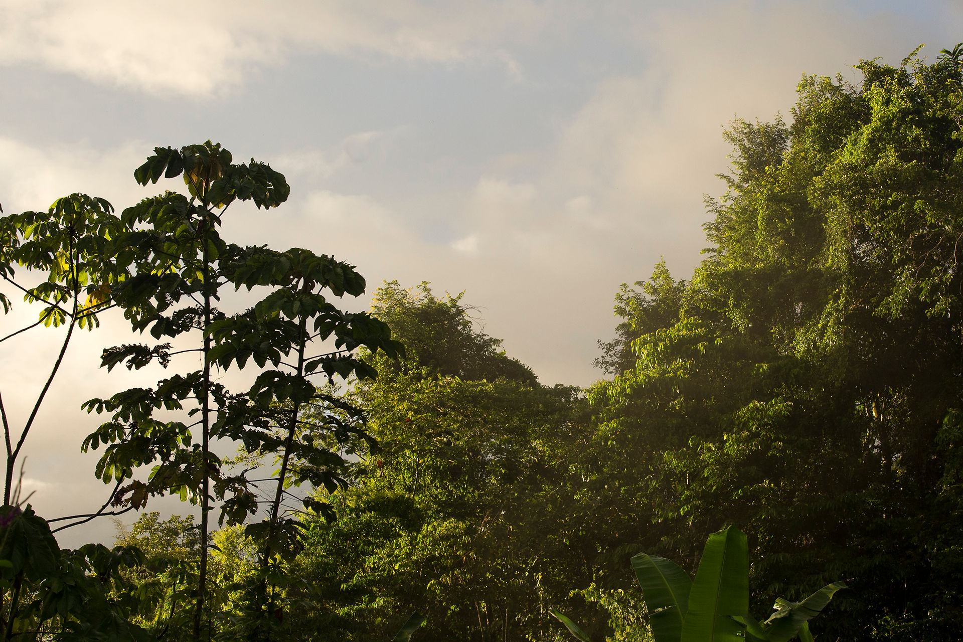 Morning Amazonia Peru Parque de Manu