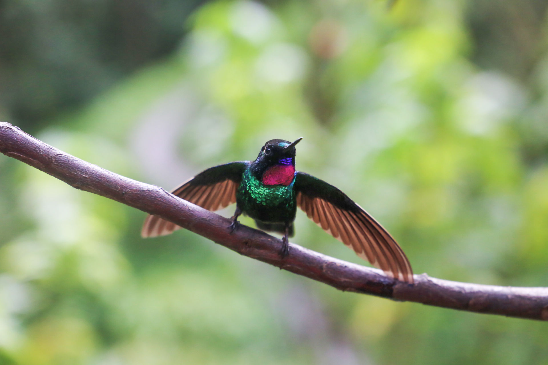photo d'un colibri juste avant le décollage, les ailes ouvertes il laisse voir son cou aux plumes roses irisées