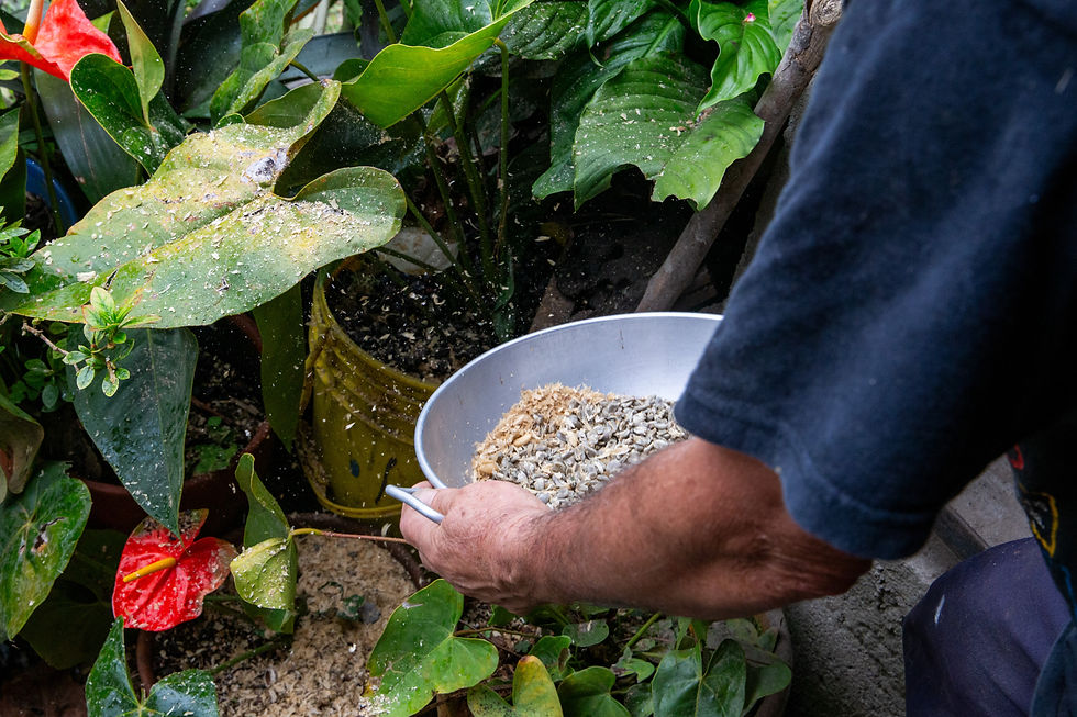 Une fois les grains de café séchés, ils sont écorcés, c'est à dire qu'on enlève la peau et la fine pellicule qui les entourent.
