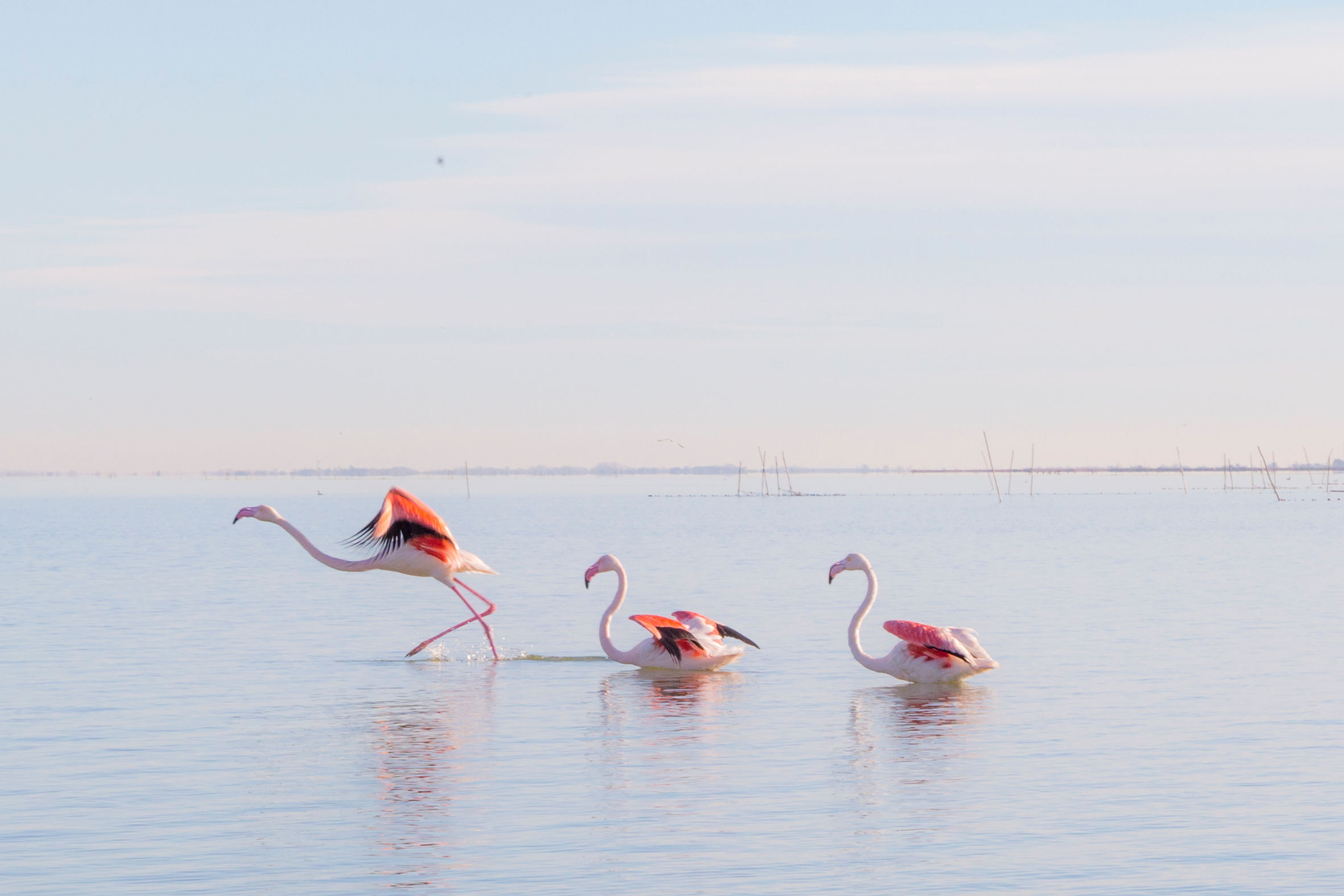 Trois flamants roses prennent leur envol dans l'étang de l'Or à Pérols, un ballet gracieux figé dans l'instant.