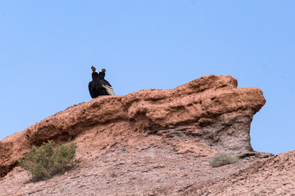 TOP 10 ARGENTINE Ischigualasto