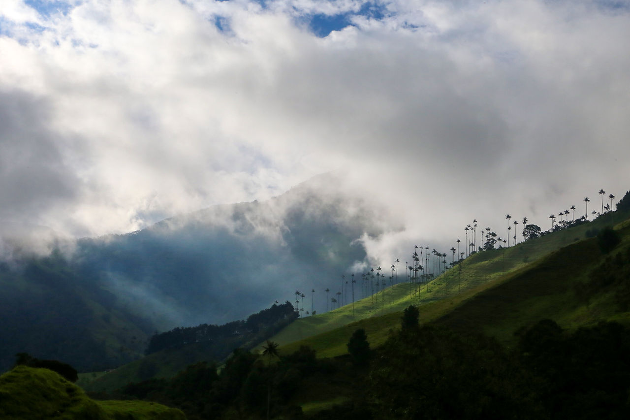 Un paysage colombien comprenant de grands palmiers, des montagnes, des arbres et des nuages.