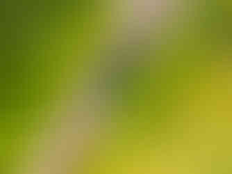 Un gecko de Manapany, endémique de l'île de La Réunion se cache dans une feuille de palmier