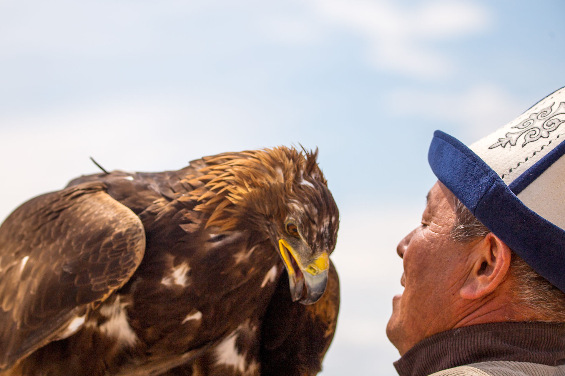 L'aiglier kirghize en tenue traditionnelle nourrit son aigle royal