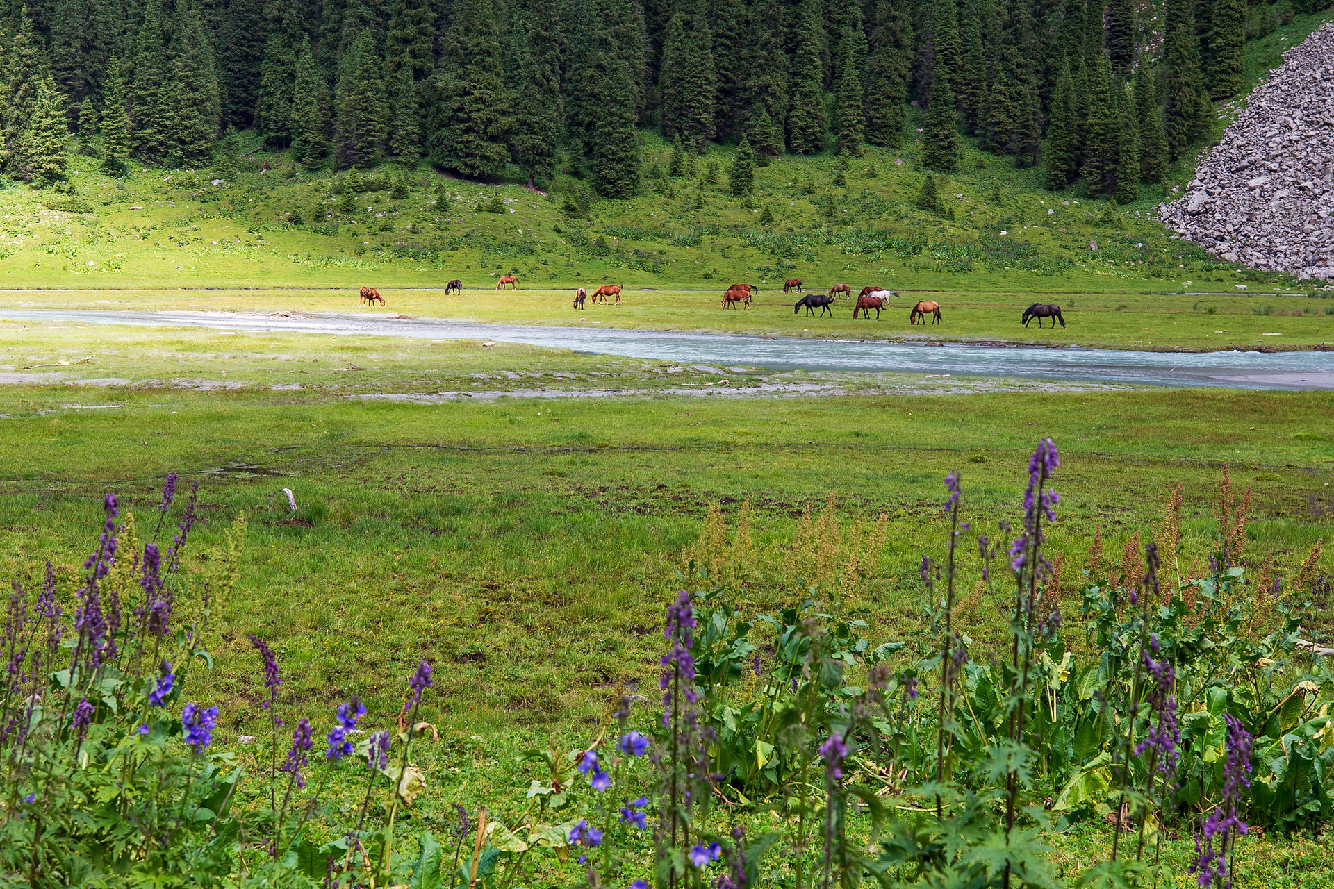 Prairie verdoyante avec des chevaux broutant paisiblement, entourée de montagnes et de forêts.