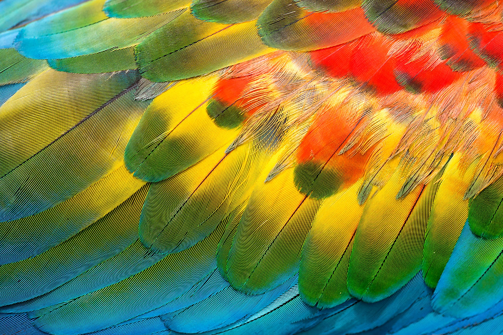 Parrot in the Amazonian Forest in the Parque de Manu